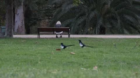 Two magpies walking on park grass with person on bench in background Vidéo 331293711