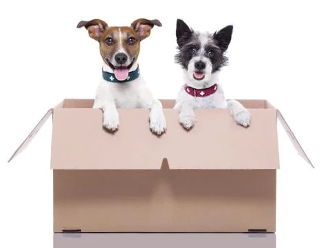 Two mail dogs Stock Photos