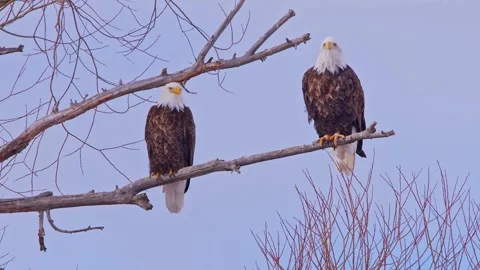 Two Majestic Bald Eagles Perched on a Bare Branch Against a Pale Sky Stock Footage 301074704