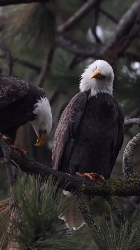 Two majestic bald eagles perched on a pine tree branch in a forest setting Vidéo 334268585