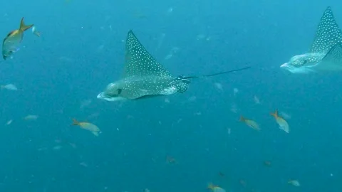 Two majestic spotted eagle rays glide effortlessly through the crystal-clear Vídeo Stock 306912425