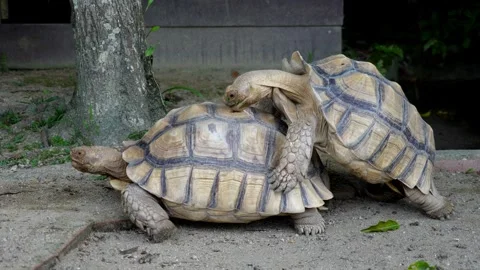 Two majestic tortoises side by side on the ground after mating Stock Footage 330761925
