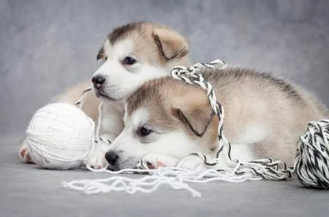 Two malamute puppies with a ball of string Stock Photos