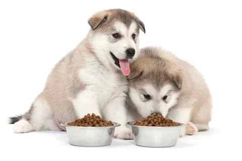 Two malamute puppies Stock Photos