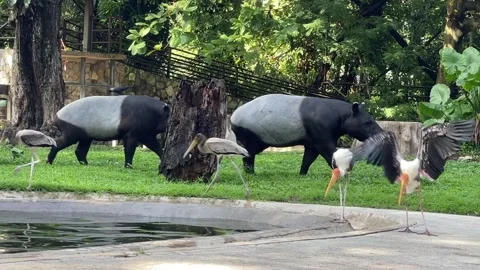 Two Malayan Tapirs Walking Together Among Storks At Zoo Negara Malaysia Stock Footage 315205655
