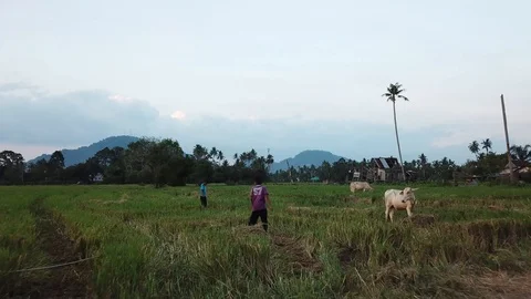 Two Malays kid have fun in paddy field. Two cows tied beside. Stock Footage 119359224