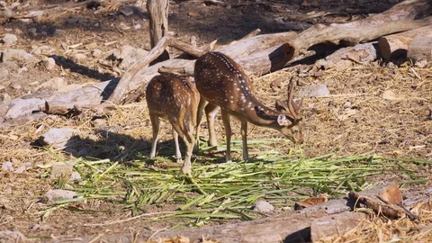 Two Male Axis Deer Grazing Together Stock-Footage 89821328