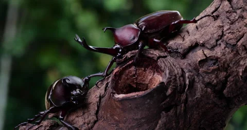 Two male beetles. Video stock 154072369