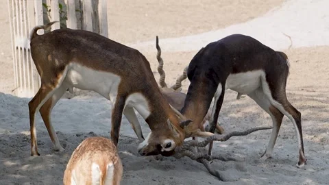 Two Male Blackbucks Locking Horns During Playful Combat Stock Footage 320362910