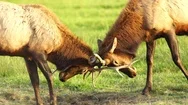 Two Male Bull Elk Sparring Testing Big Game Animal Wildlife Stock Footage