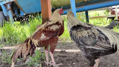 Two male clocks Stock Footage 237367407