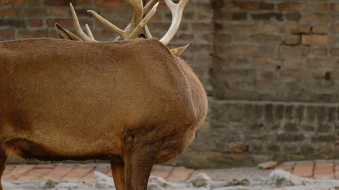 Two male deer locking antlers during a dominance fight on brick ground inside a Stock Footage 325791489
