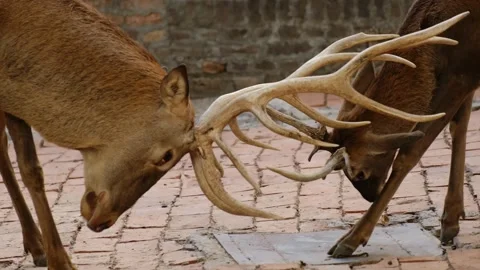 Two male deer locking antlers during a dominance fight on brick ground inside a Stock Footage 325791503