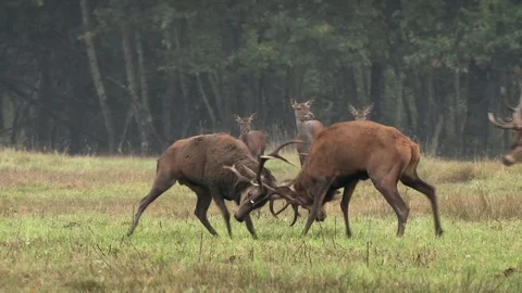 Two male deers fighting in the green field. Deer horn fight. Deer chasing. Stock Footage