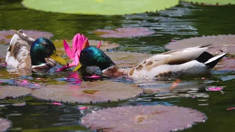Two male ducks diving Stock Footage 249820529
