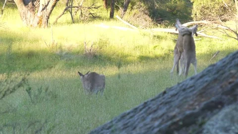 Two male Eastern Grey Kangaroos fighting kickboxing in australian field 4k Stock Footage 332264439