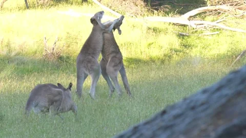 Two male Eastern Grey Kangaroos fighting kickboxing in australian field 4k Stock Footage 332264584