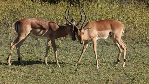 Two male impala locking horns Stock Footage 219930070