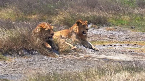 Two male lions lay side by side beneath the scorching sun on the open savannah Stock Footage 331552580