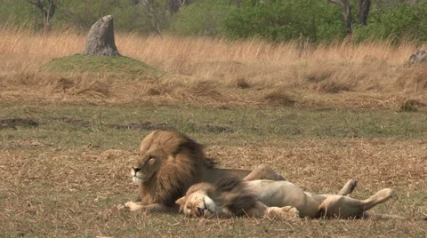 Two male lions lying down with one sleeping Stock Footage 46374394