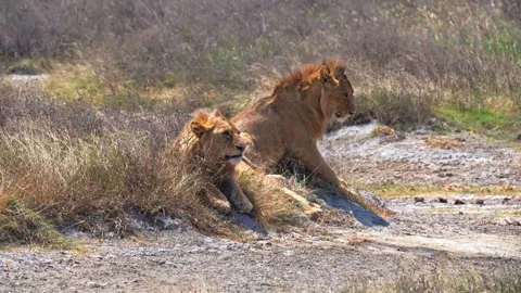 Two male lions rest side by side beneath the scorching sun on the open savannah Stock Footage 331552495