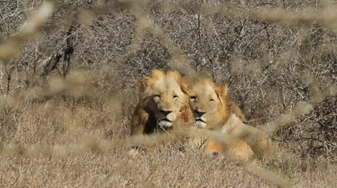 Two male lions sitting in the African bush Stock Footage