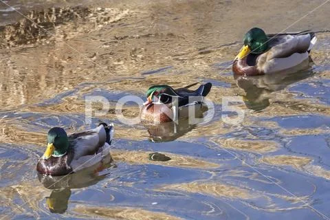 Two male Mallard Ducks (Anas platyrhynchos) and a male Wood Duck (Aix sponsa) sw Stock Photos