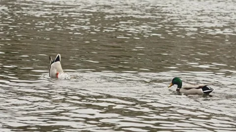 Two male mallards dabbling Stock Footage 328373616