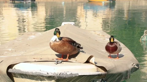 Two male mallards Vidéo 106238929