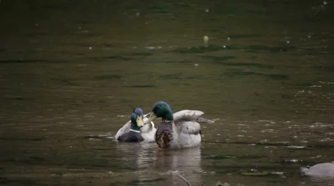Two male mallards in the river Stock Footage