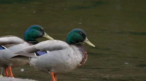 Two Male Mallards walk into river Stock-Footage 5504234
