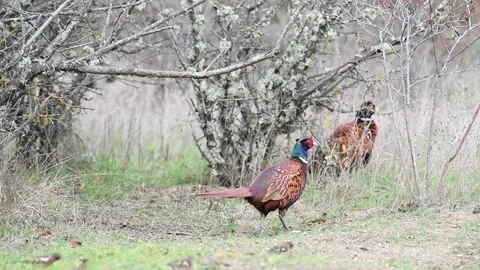 Two male pheasant Phasianus colchicus in the wild. Slow motion Stock-Footage 328663671