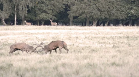 Two male red deer, Cervus elaphus Stock Footage 56083367