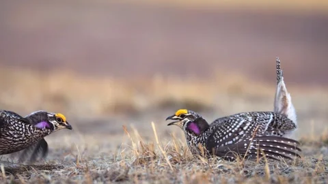 Two male sharp-tailed grouse engage in dynamic courtship display, showcasing Stock Footage 340861297