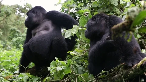 Two male silverbacks hanging out on a branch in jungle, scratching their back. Stock Footage 73788674
