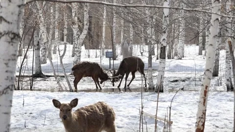 Two male wild deer butt horns and wrestle with each other  in a park Stock Footage 304754352