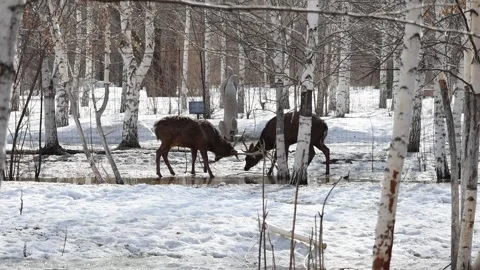 Two male wild deer butt horns and wrestle with each other outdoors in a park Stock Footage 304754419