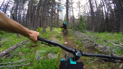 Two Males Riding Mountain Bikes Through A Sunny Green Forest With Wild Flowers Stock Footage 115096403