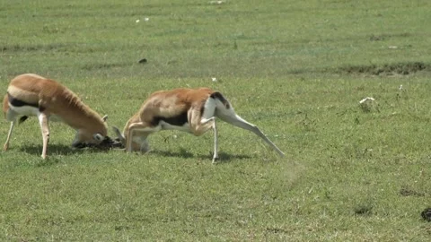 Two males of Thomson's gazelle Stock Footage 152995205