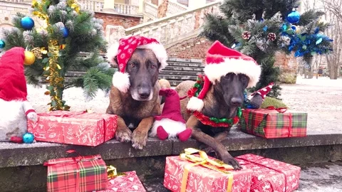 Two Malinois in Christmas hats lie between decorated Christmas trees Stock Footage 276480017