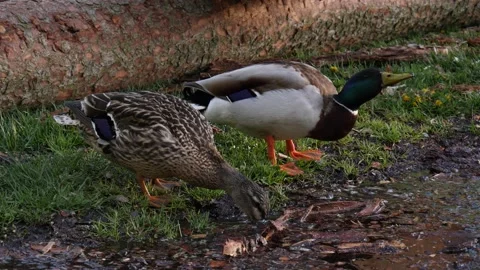 Two mallard duck are drinking water, slow motion, 60 fps Stock Footage 130351671