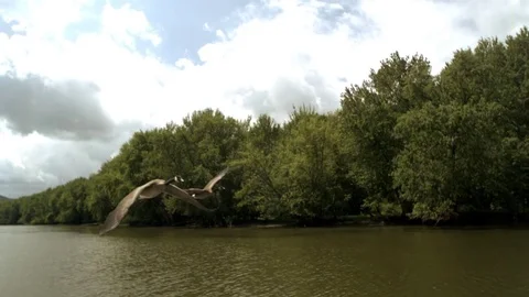 Two mallard duck flying over the river in slow motion Stock Footage 81228756