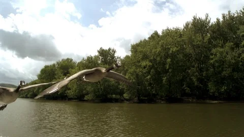 Two mallard duck flying over the river in slow motion Stock Footage 81229585