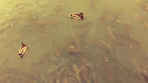 Two mallard ducks and school of carp in the lake. Stock Footage 121902577