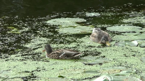Two Mallard ducks feed on duckweed in a pond Video stock 102467566