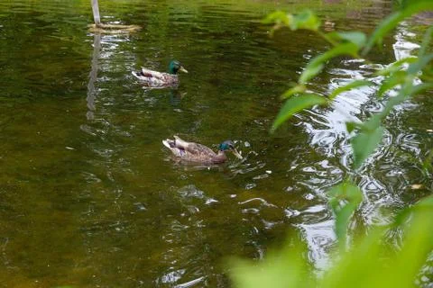 Two mallard ducks floating on a pond at summer time. Stock Photos