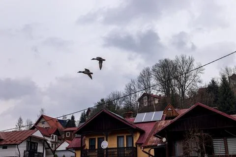 Two Mallard Ducks Flying Over Residential Houses Under Cloudy Sky Stock Photos
