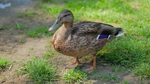 Two Mallard Ducks 스톡 동영상 40611225