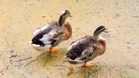 Two mallard ducks Video stock 315527453