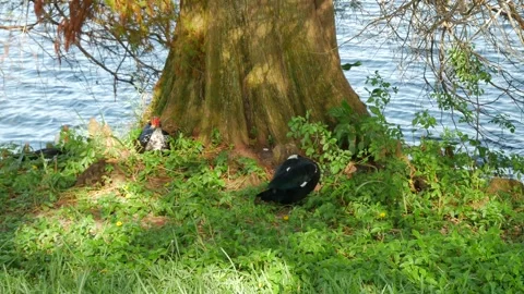 Two Mallard ducks in green grass with calm blue water in the back. Tree trunk in Stock Footage 290285158